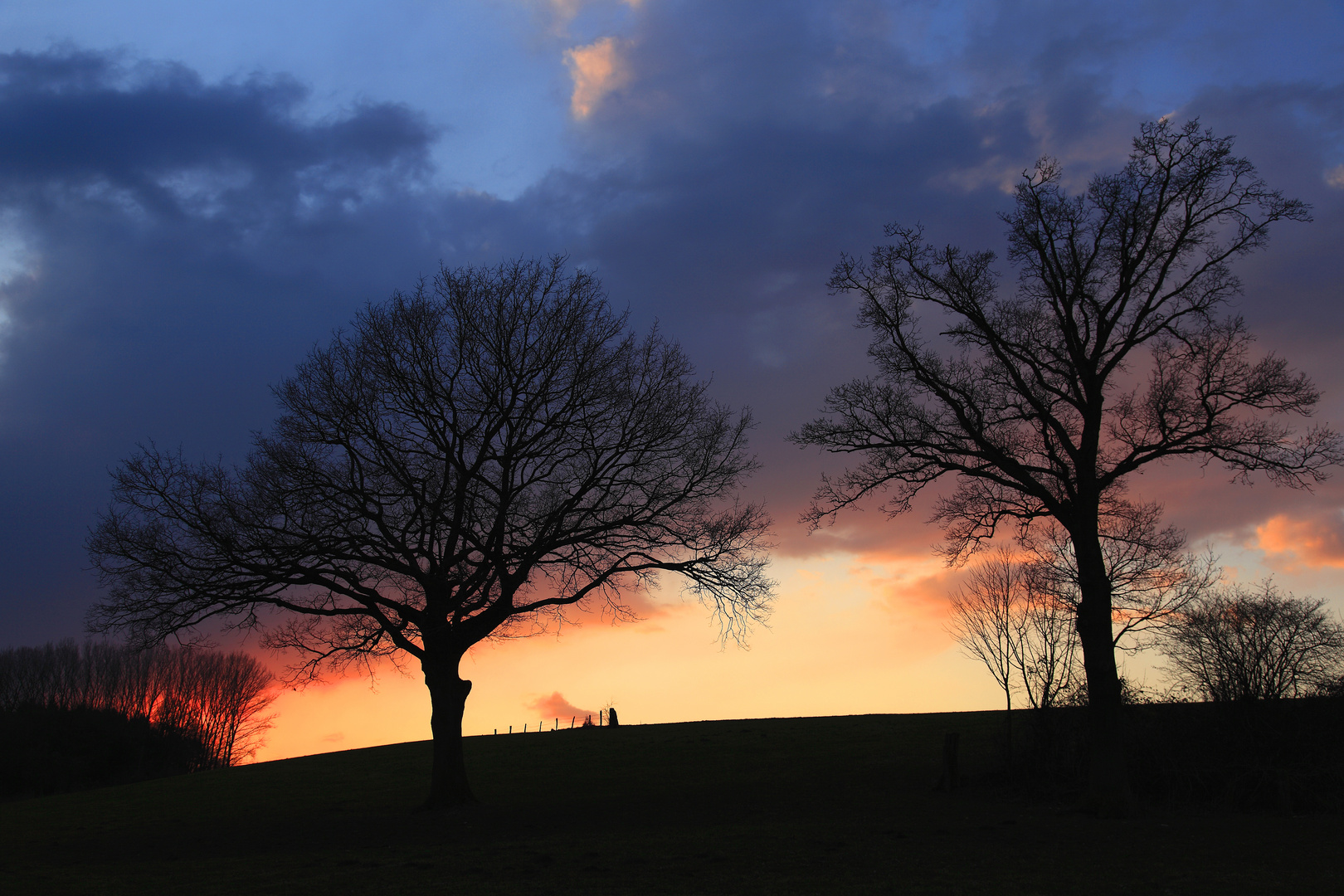 Bäume im Abendlicht