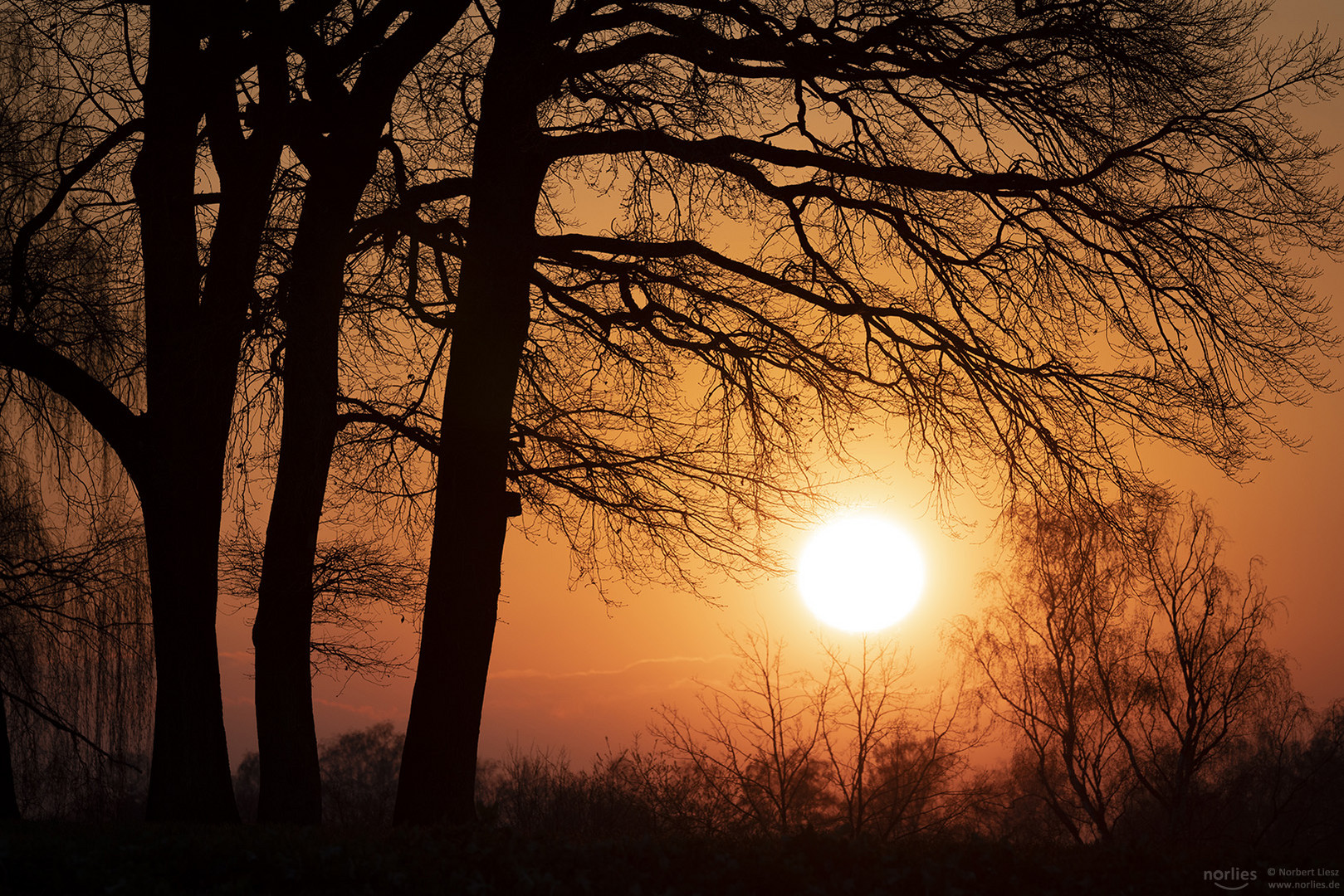 Bäume im Abendlicht