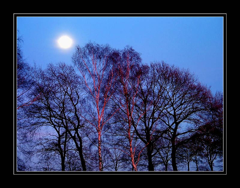 Bäume im Abendlicht