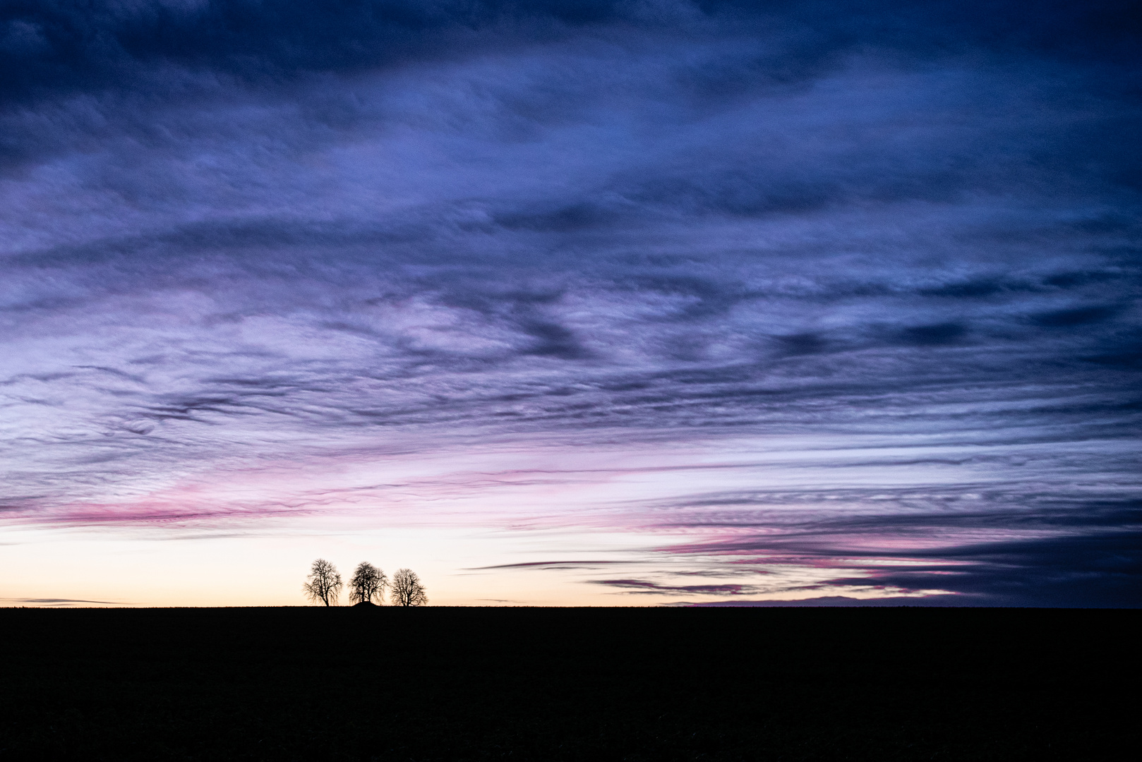 Bäume im Abendlicht