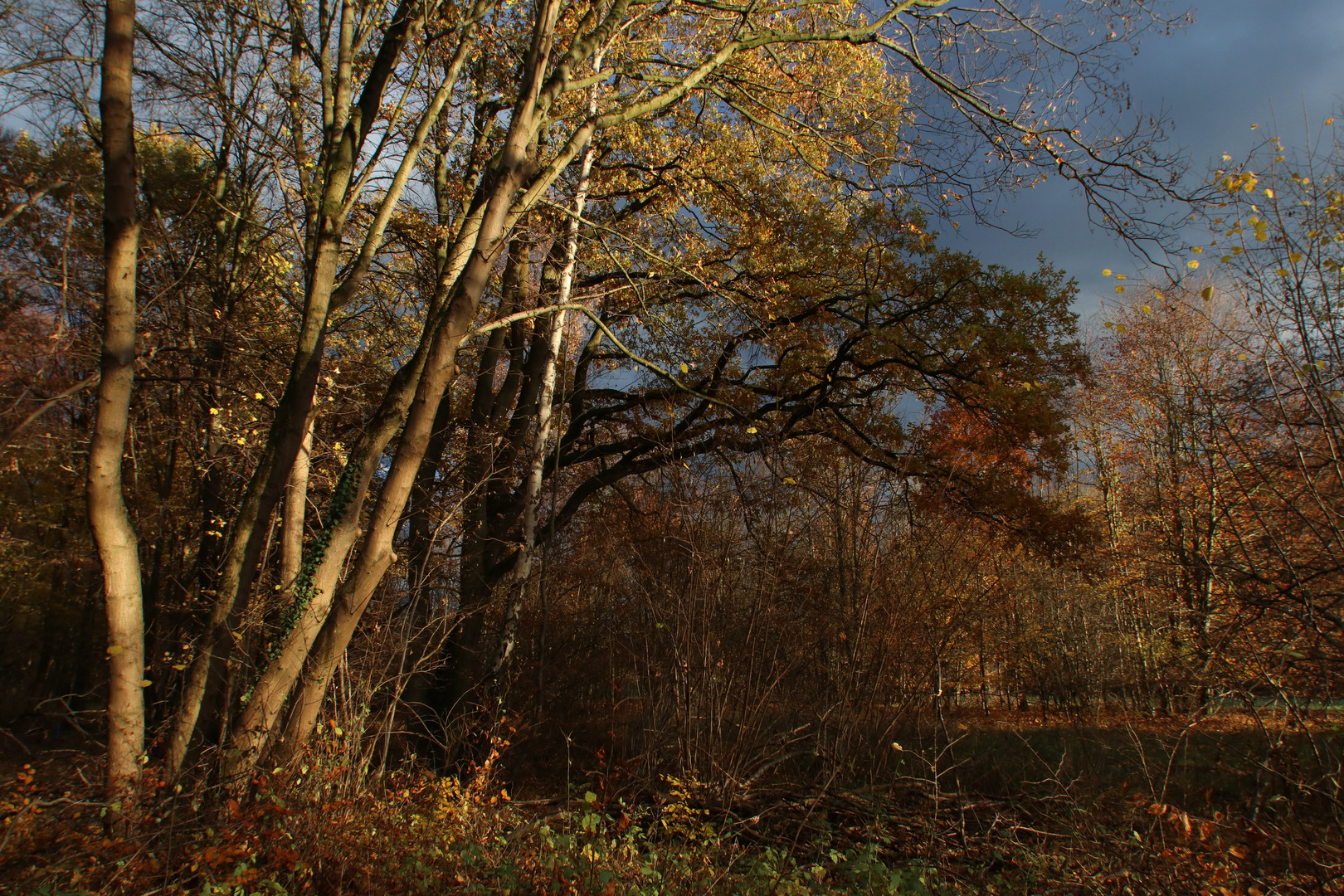 Bäume im Abendlicht