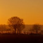 Bäume im Abendlicht