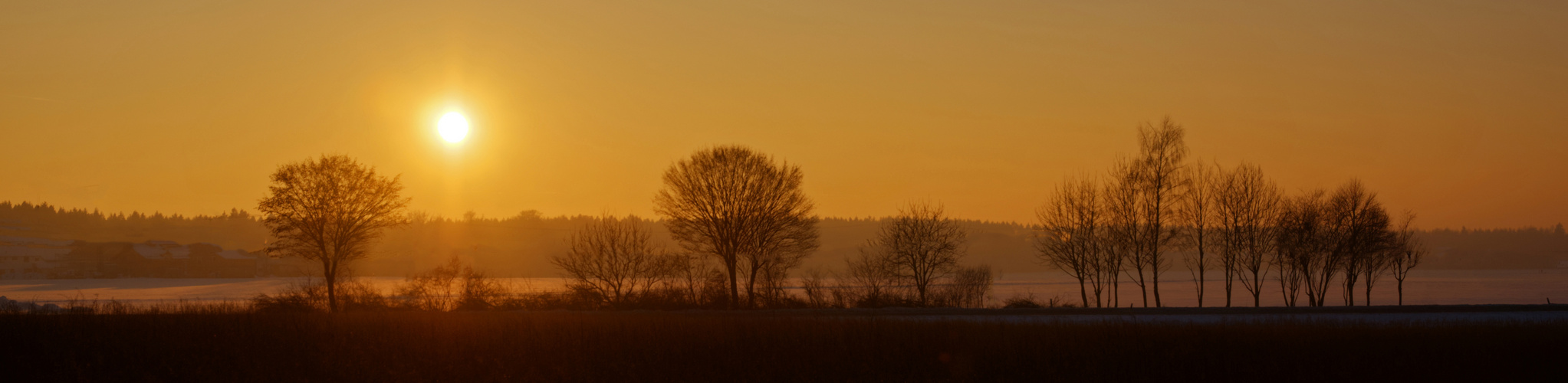 Bäume im Abendlicht