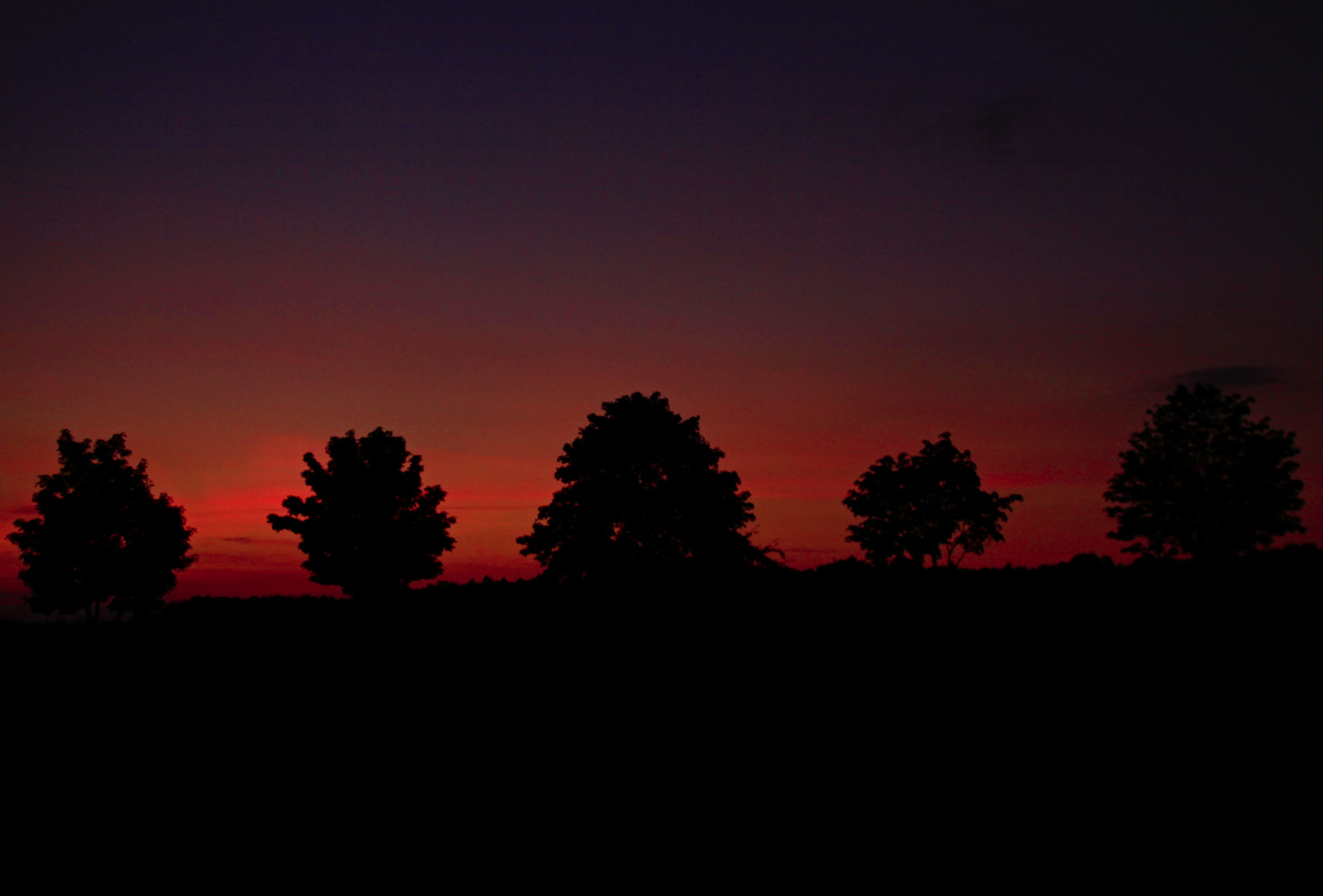 Bäume im Abendlicht