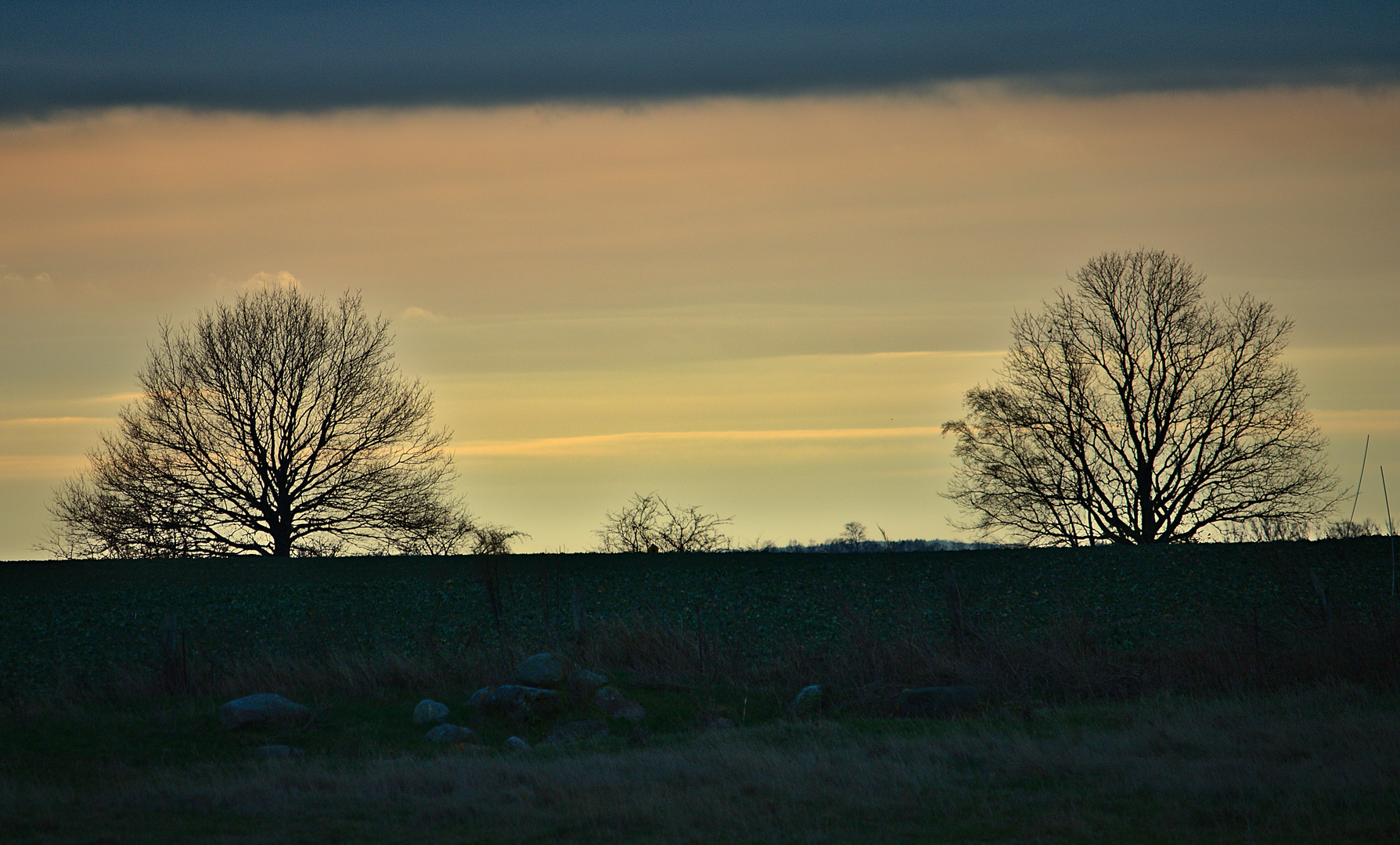 Bäume im Abendlicht