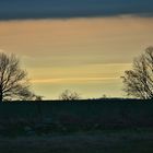 Bäume im Abendlicht