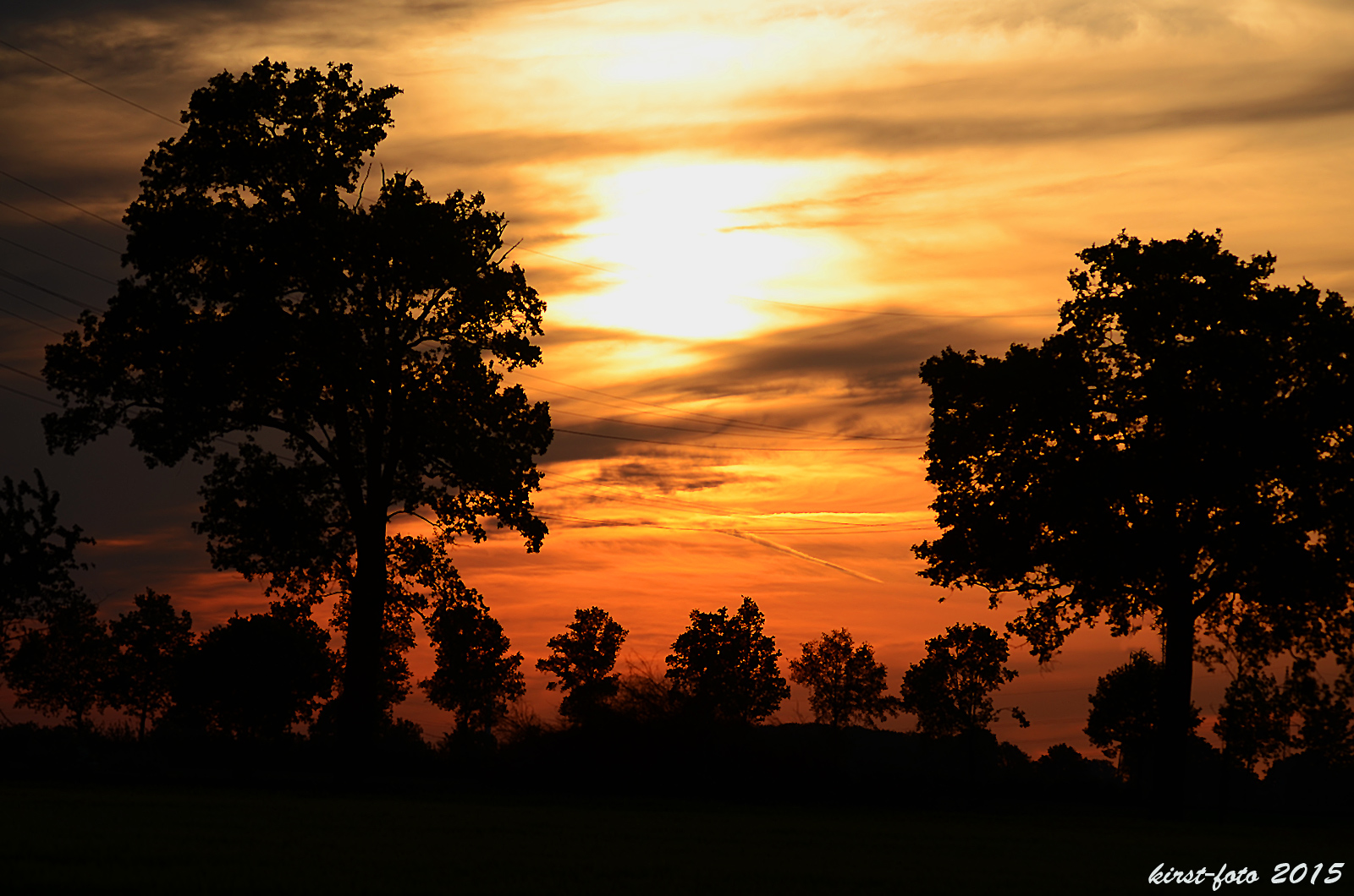 Bäume im Abendlicht