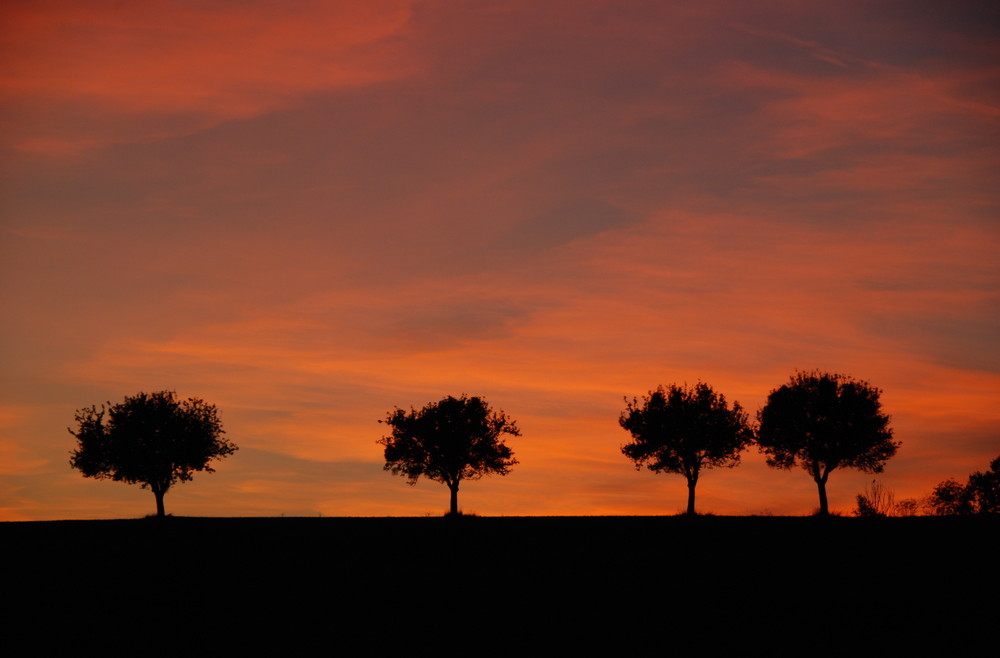 Bäume im Abendrot