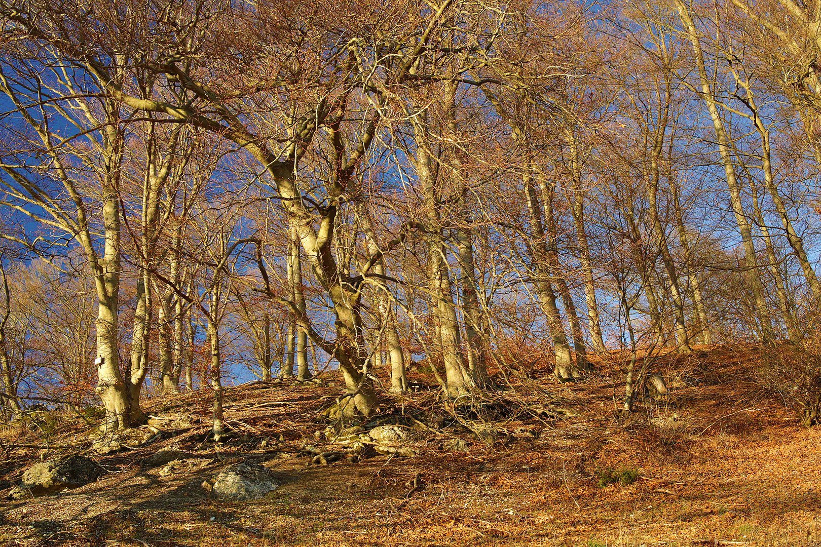 bäume im abendrot