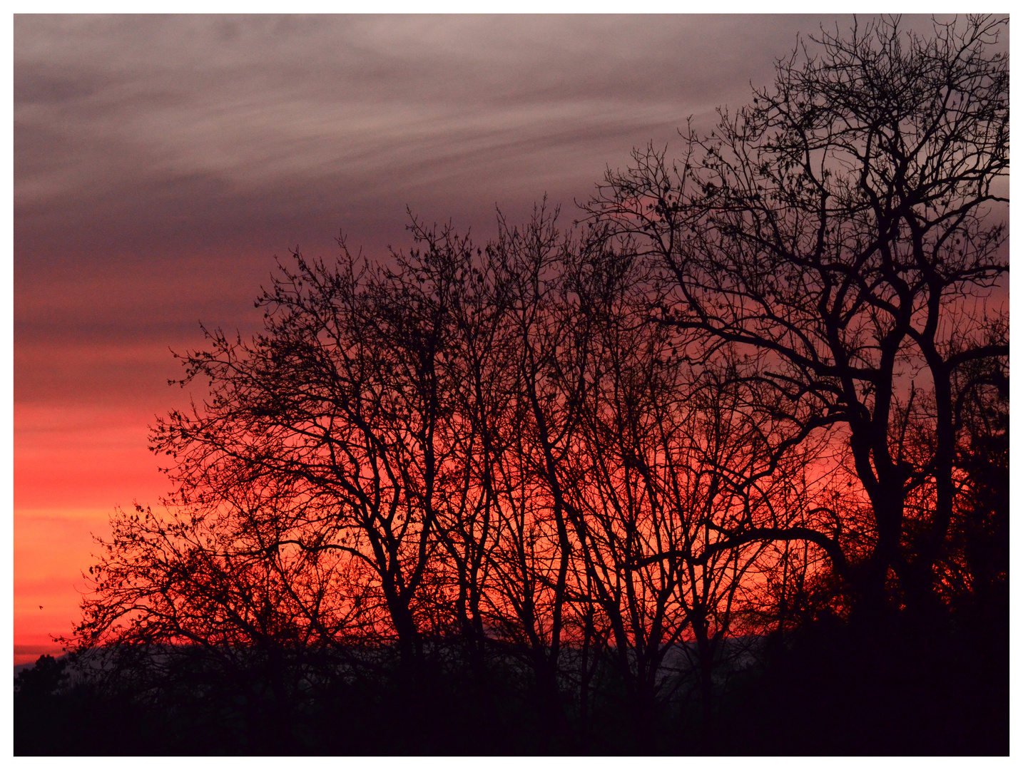 Bäume im Abendrot