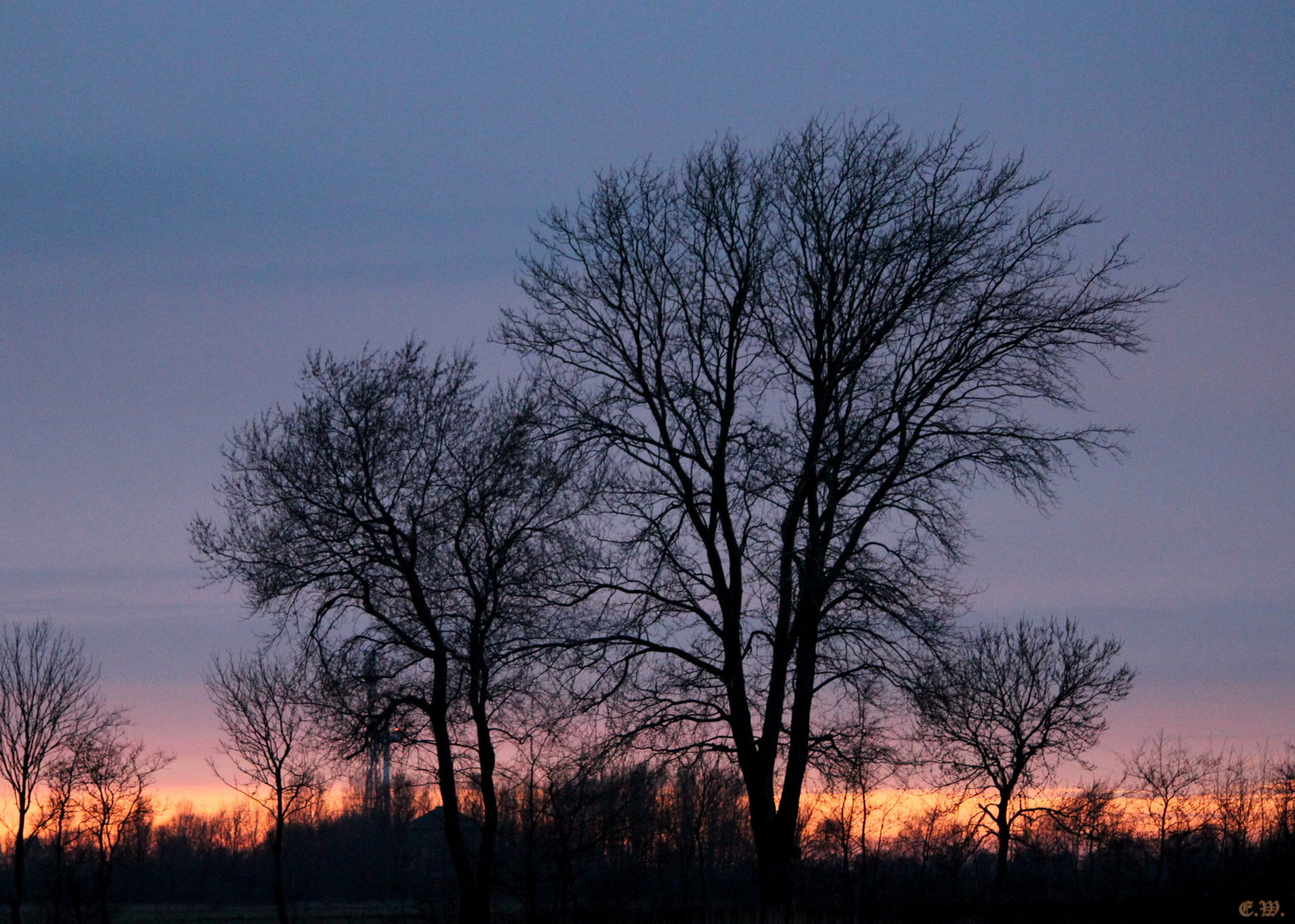 Bäume im Abendrot