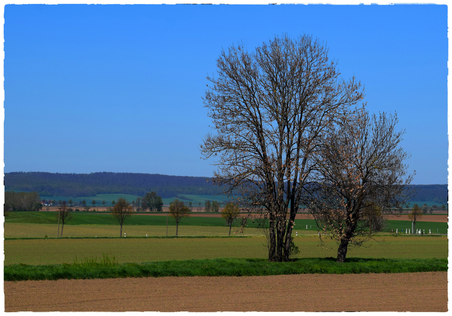 Bäume im April