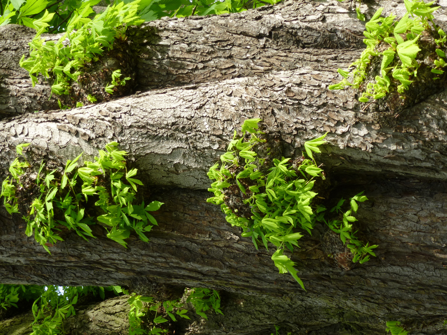 Bäume im Baum