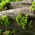 Bäume im Baum