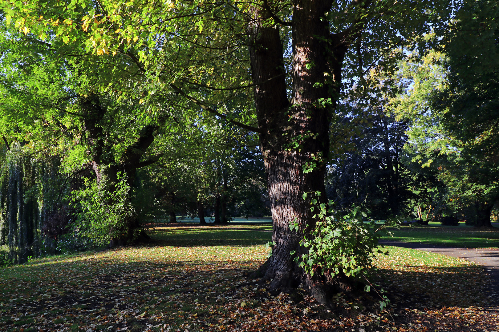 Bäume im Bürgerpark