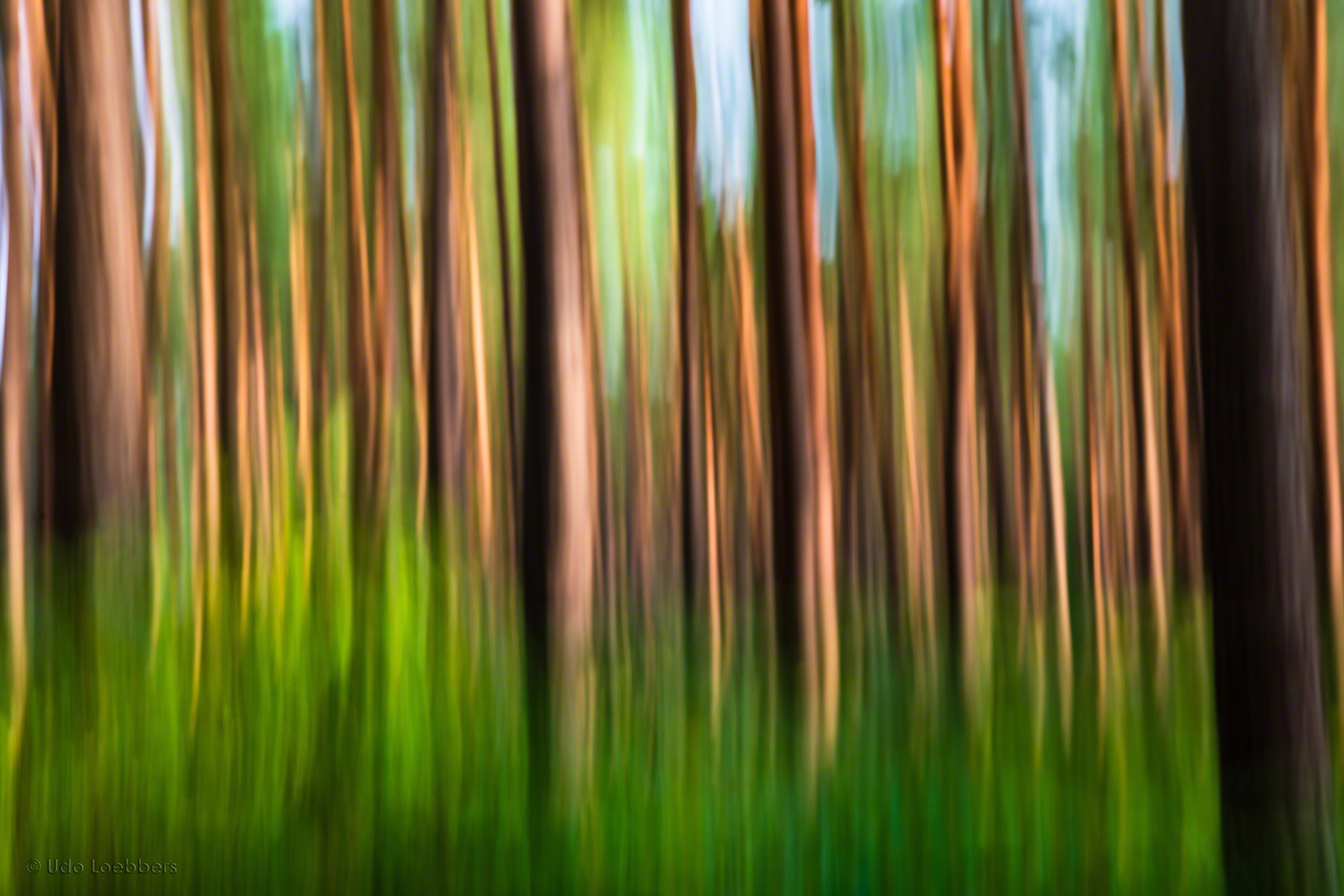 Bäume im Darßer Urwald