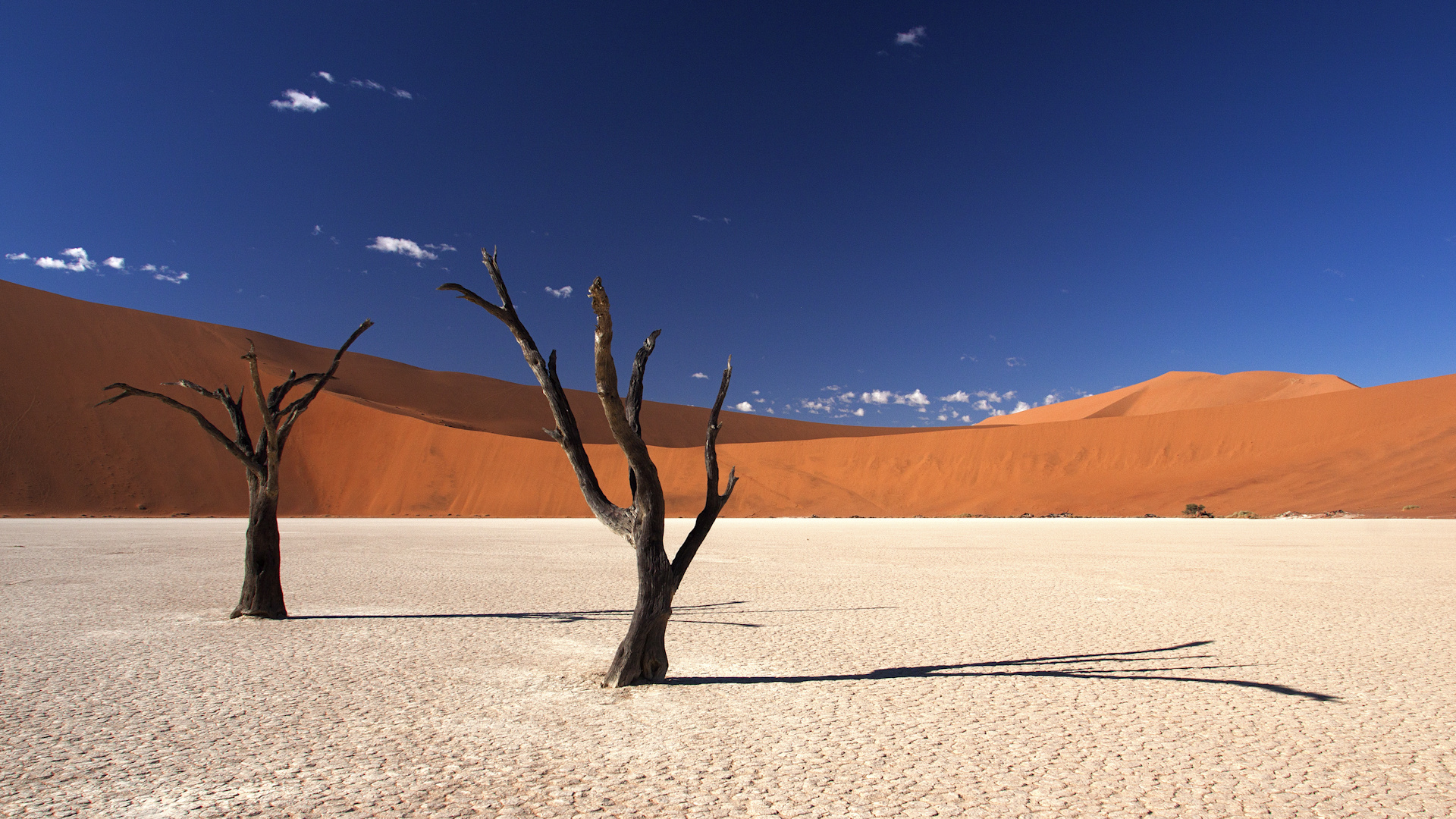 Bäume im Deadvlei