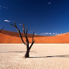 Bäume im Deadvlei