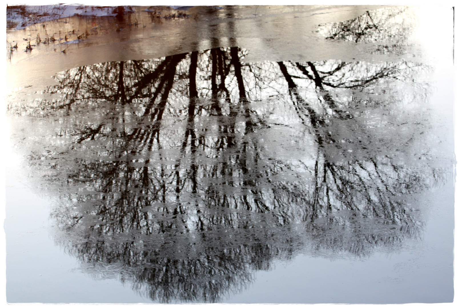 Bäume im Eis- Wasser