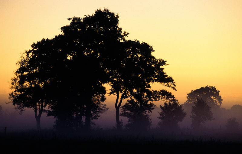 Bäume im ersten Morgenlicht