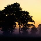 Bäume im ersten Morgenlicht
