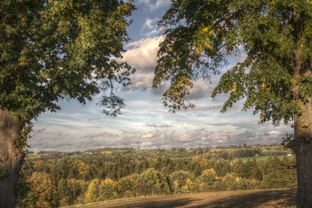 Bäume im Erzgebirge