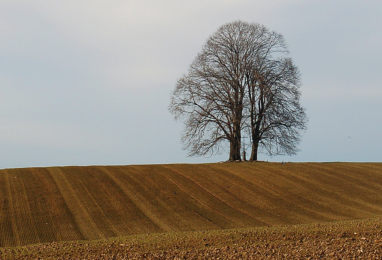 Bäume im Februar (1)