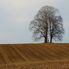 Bäume im Februar (1)