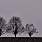 Bäume im Feld