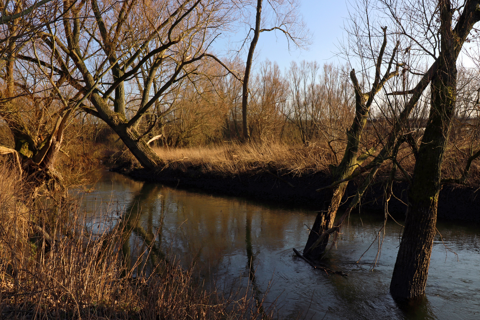 Bäume im Fluss