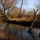 Bäume im Fluss