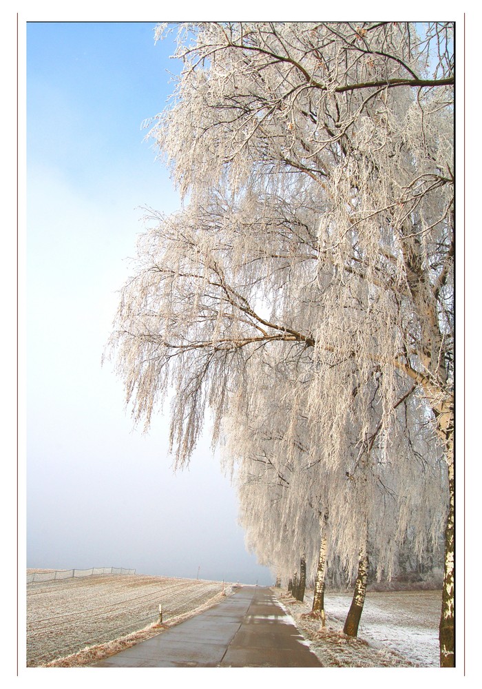 Bäume im Frost