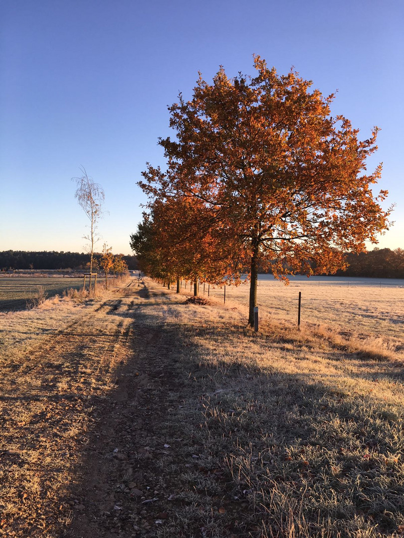 Bäume im frostigen Herbst