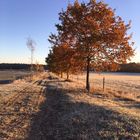 Bäume im frostigen Herbst