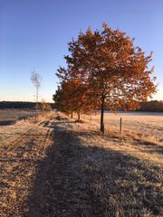 Bäume im frostigen Herbst