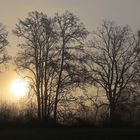 Bäume im frühen Herbstmorgenlicht