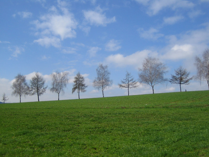 bäume im frühling