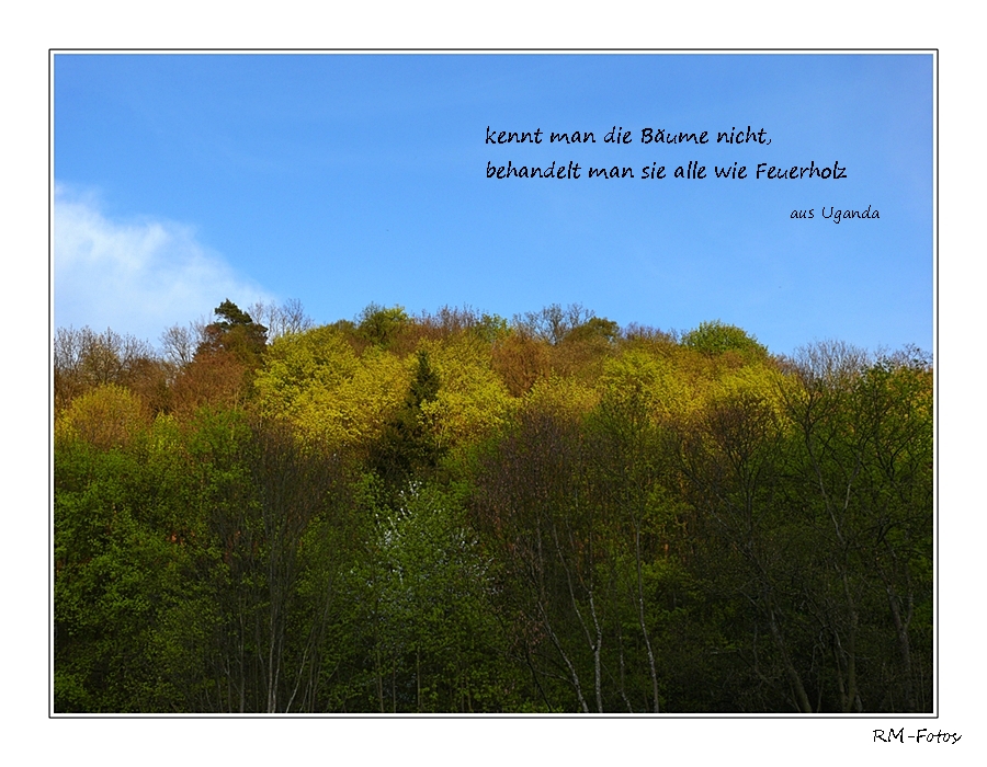 Bäume im Frühling