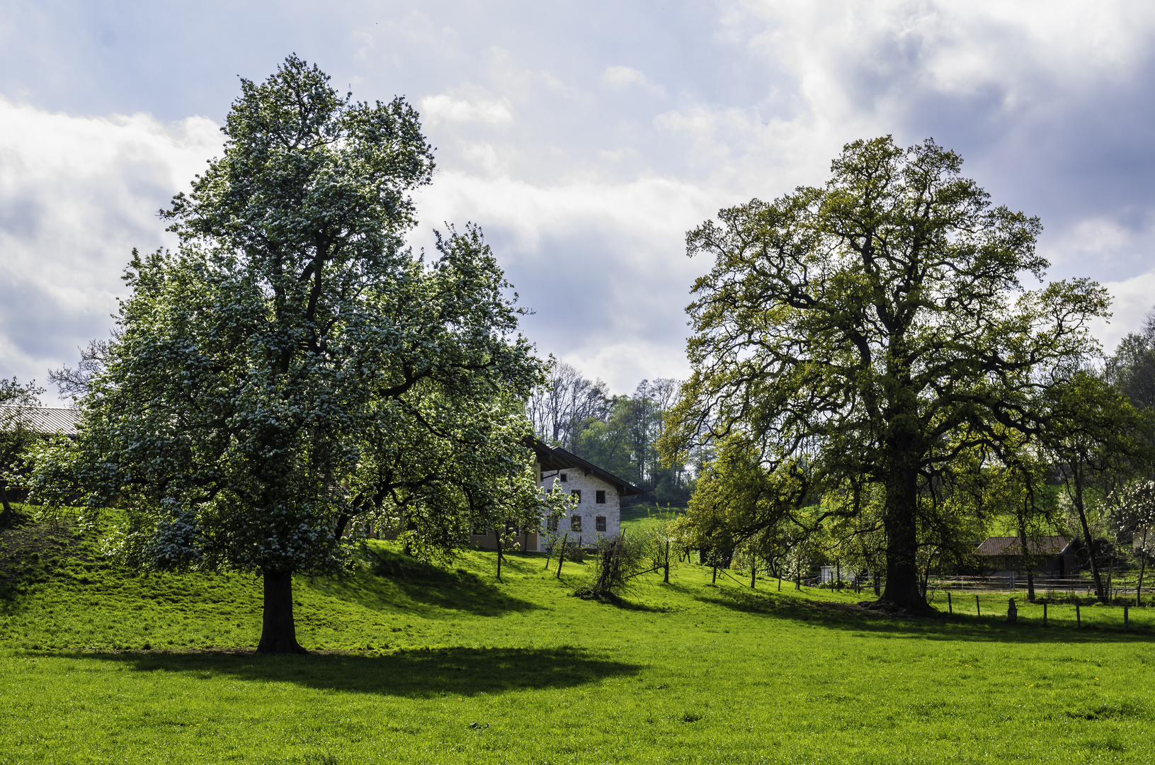 Bäume im Frühling