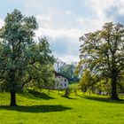 Bäume im Frühling