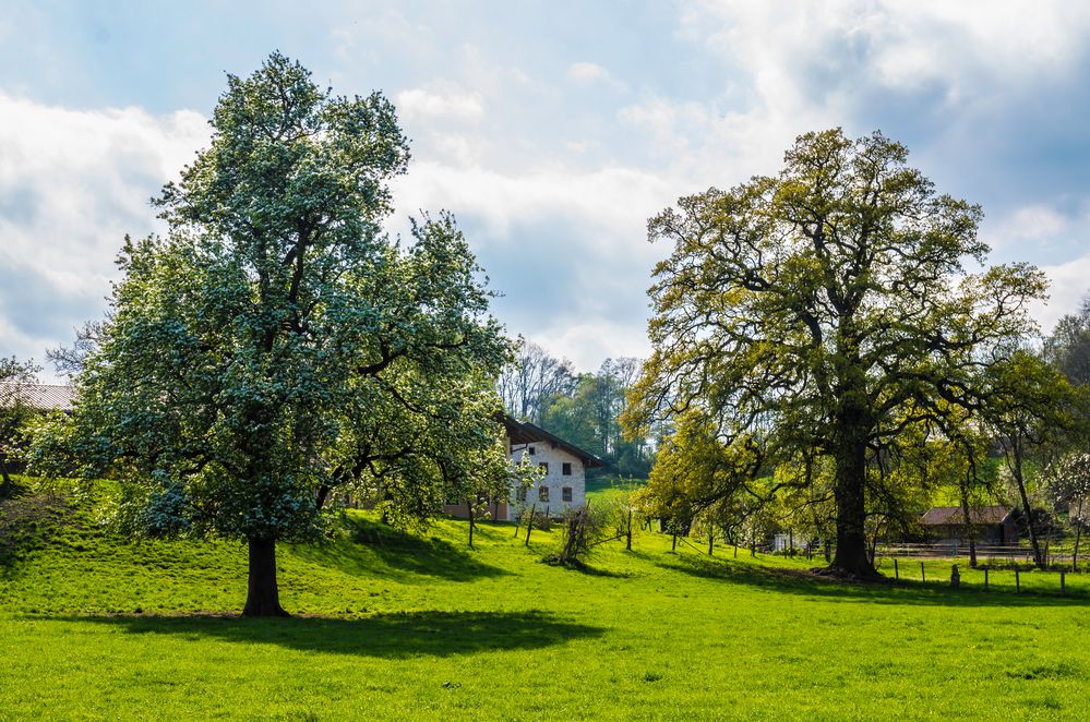 Bäume im Frühling