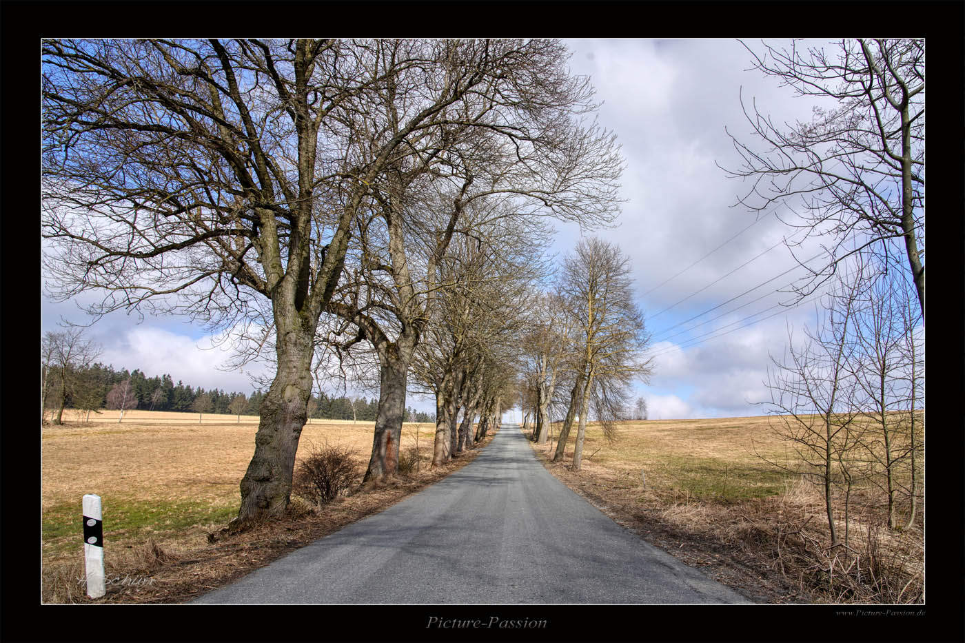 Bäume im Frühling