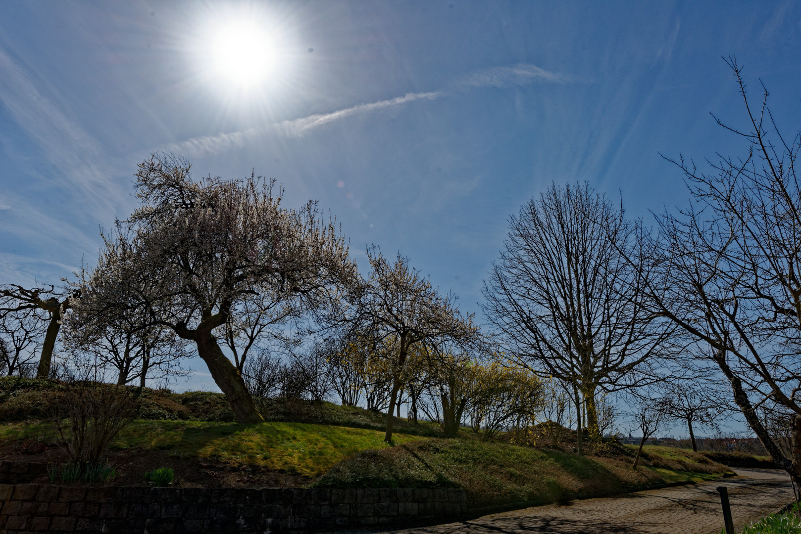 Bäume im Frühling