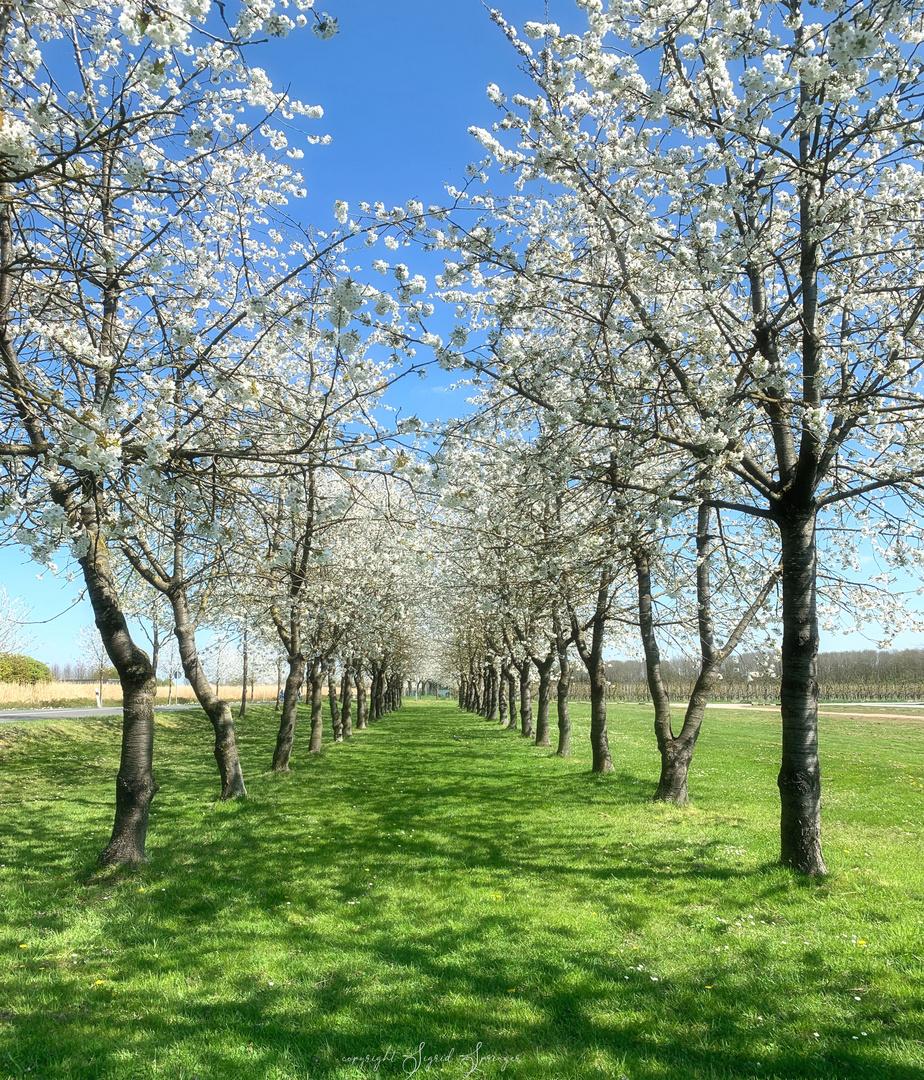 Bäume im Frühling 