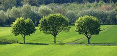 Bäume im Frühling