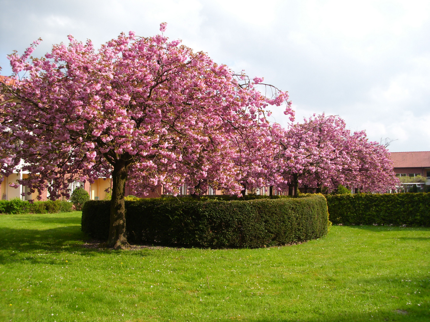 Bäume im Frühling