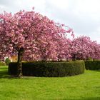 Bäume im Frühling