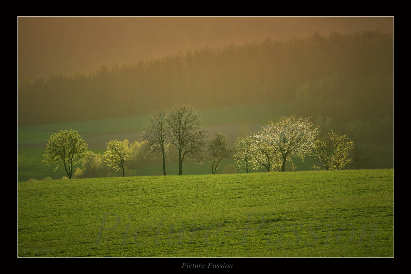 Bäume im Frühlingsabend