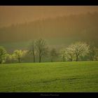 Bäume im Frühlingsabend