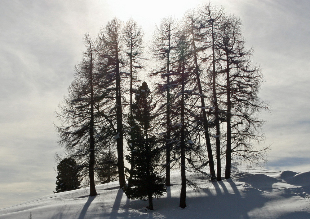 Bäume im Gegenlicht